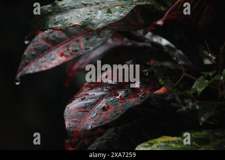 Ein paar grüne Blätter mit Tautropfen im Regen Stockfoto