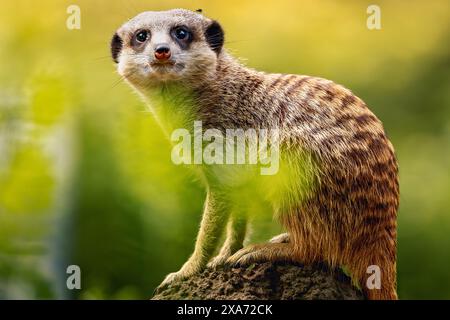 Eine Nahaufnahme eines Erdmännchens, der im Sonnenlicht sitzt Stockfoto