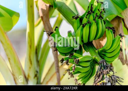 Eine Gruppe grüner Bananen auf einem Baum Stockfoto