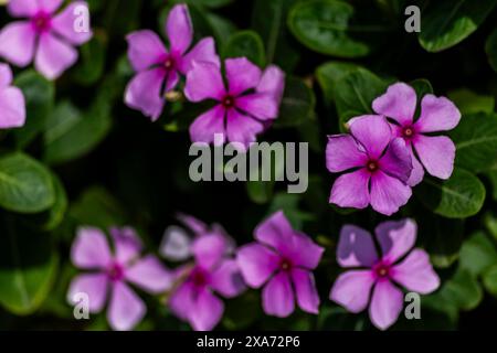 Lila Blumen blühen im sonnendurchfluteten Gras Stockfoto