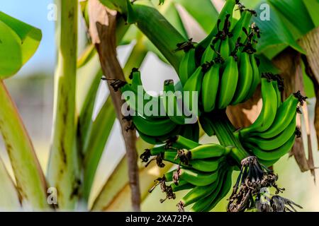 Eine Gruppe unreifer grüner Bananen auf einem Baumzweig Stockfoto