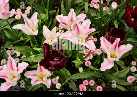 Rosafarbene und weiße Lilien und violette Tulpen in einem Blumenbeet in Butchart Gardens, Victoria, BC. Stockfoto