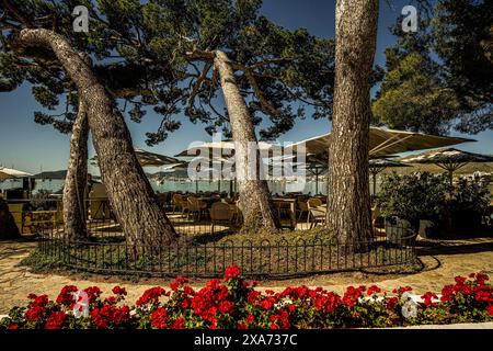 Gastronomie im Pine Walk, im Hintergrund Port de Pollenca, Mallorca, Spanien Stockfoto