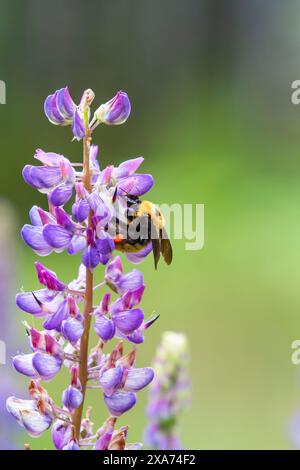 Eine große Hummel aus Nevada (Bombus nevadensis) sammelt Pollen, die in orangen Pollensäcken gespeichert sind, von einer Wildblume der bigleaf-Lupine (Lupinus polyphyllus). Stockfoto