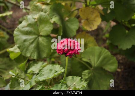 Leuchtend rote Blume mit grünen Blättern, die auf Gras liegen Stockfoto