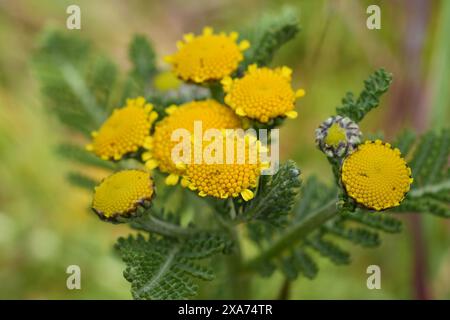 Detaillierte Nahaufnahme der gelben Blüten der North-American Dune oder Eastern Tancy, Tanacetum bipinnatum, an der Küste Oregons in Bandon Stockfoto