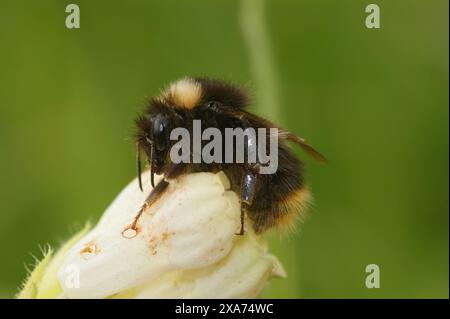 Natürliche Nahaufnahme einer frühen Hummel, Bombus pratorum, auf einer weißen Blume im Garten Stockfoto