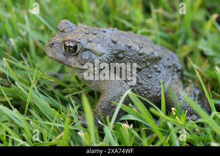 Detaillierte Nahaufnahme einer erwachsenen Westernkröte, Anaxyrus oder Bufo boreas, die auf dem Gras sitzen Stockfoto