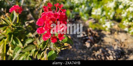 Eine Nahaufnahme von roten Lantana-Blumen umgeben von Bäumen und Boden im Hintergrund Stockfoto