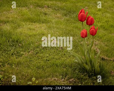 Eine heiße von vier leuchtenden roten Tulpen blüht auf einem üppigen Bauernfeld Stockfoto