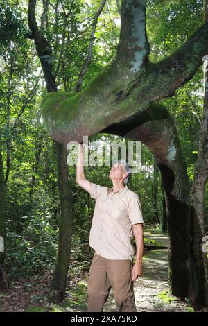 Ein leitender männlicher Biologe untersucht den krummen Baumstamm des Anigic Tree Stockfoto