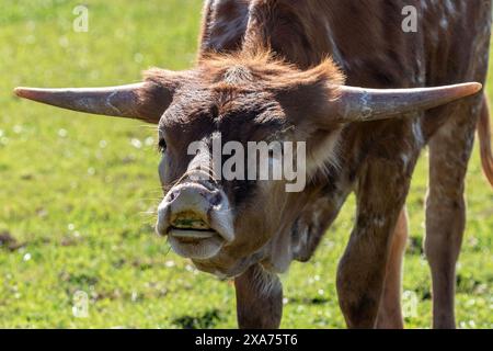 Texas Longhorn mit rot-weiß meliertem Mantel. Auf grüner Weide stehen, mit Blick auf die Kamera. Wolken und Bäume im Hintergrund. Henrietta, Texas. Stockfoto