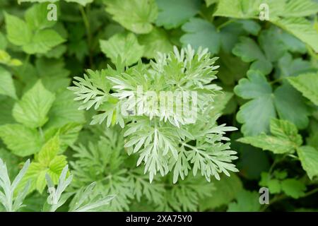 Bild grüner Wermut-Zweige. Fleabane-Werk Stockfoto