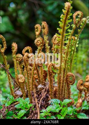 Junge Farnwedel entfalten sich in einem üppig grünen Wald und zeigen das Wachstum und die Erneuerung der Natur Stockfoto