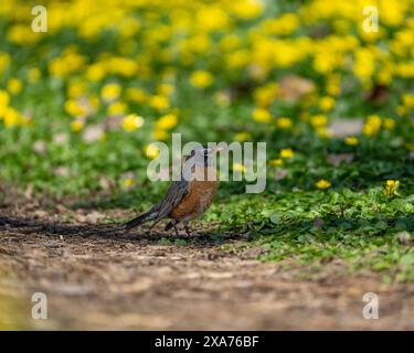 American Robin Stockfoto