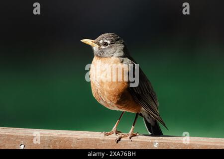 American Robin Stockfoto