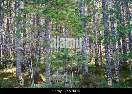Ein dichter Wald, der von der Sonne beleuchtet wird Stockfoto
