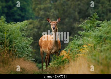 Hirsche auf einem Feld, die Blickkontakt mit der Kamera haben Stockfoto