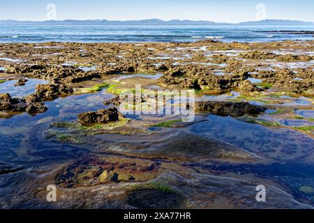 Ein malerischer Blick auf die Gezeitenpools am Botanical Beach, Port Renfrew, British Columbia, Kanada. Stockfoto