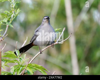 Ein Katzenvogel auf einem Ast in Minnesota. Stockfoto