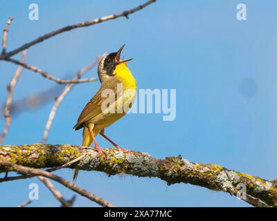 Ein Gelbschlauchler singt auf einem Ast vor blauem Himmel. Stockfoto