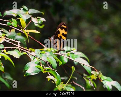 Brauner und gelber Schmetterling auf einem Zweig mit Bäumen im Hintergrund Stockfoto