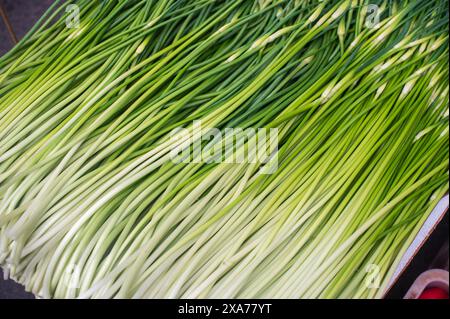 Frische grüne Zwiebeln ordentlich auf einem Holztablett angeordnet Stockfoto