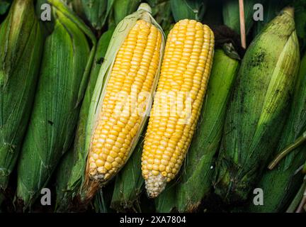 Zwei Ähren Mais auf einem Markt Stockfoto