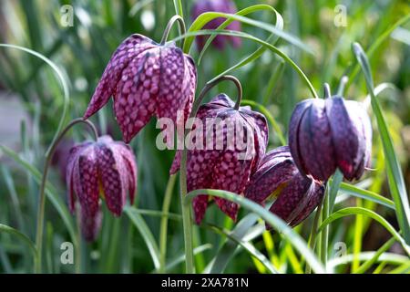 Schachblume (Fritillaria meleagris), auch Schachbrettblume, Kiefereier Stockfoto