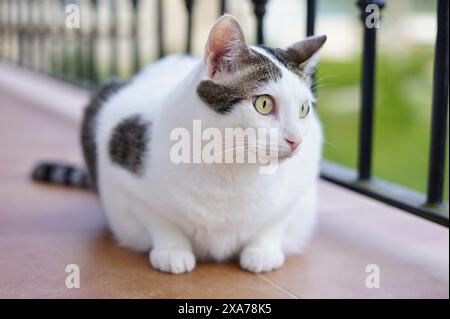 Eine graue und weiße Katze sitzt auf einer Terrasse und blickt mit grünen Augen aus Stockfoto