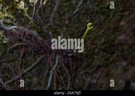 Eine Nahaufnahme einer Geisterorchideenknospe am Rande der Blüte Stockfoto