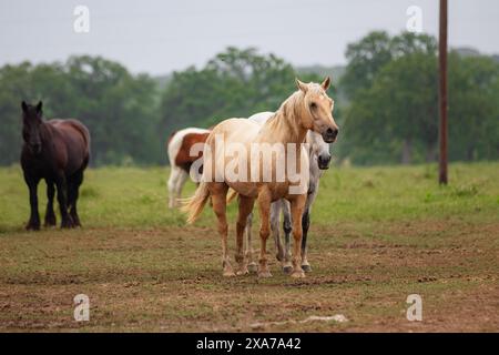 Vier Pferde neben einem Stab auf einem Feld Stockfoto