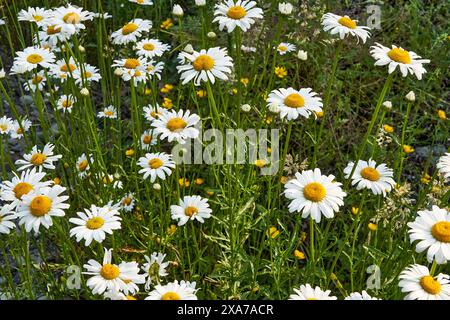 Nahaufnahme eines Feldes voller wilder Gänseblümchen. Stockfoto