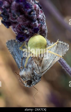 Eine KI-erzeugte Illustraion einer winzigen Spinne, die auf Blumen neben einer anderen Blüte thront Stockfoto