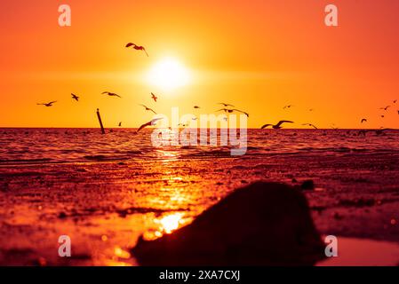Die Sonne untergeht über dem Meer mit Vögeln und Strand und erfüllt die Szene mit rotem und orangenem Licht Stockfoto