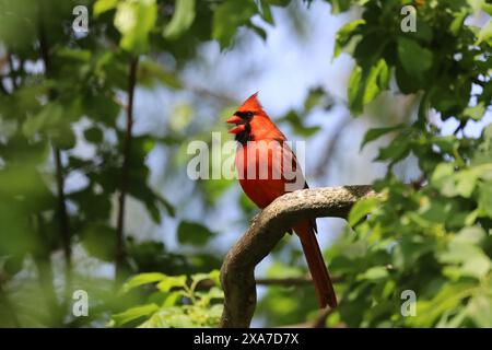 Bild eines erwachsenen männlichen nördlichen Kardinals, der auf einem Baum am Ufer des Ontario-Sees sitzt und singt. Stockfoto