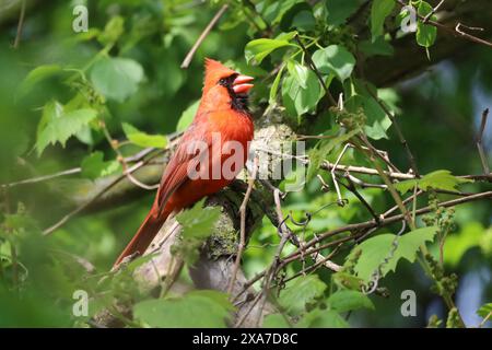 Bild eines erwachsenen männlichen nördlichen Kardinals, der auf einem Baum am Ufer des Ontario-Sees sitzt und singt. Stockfoto