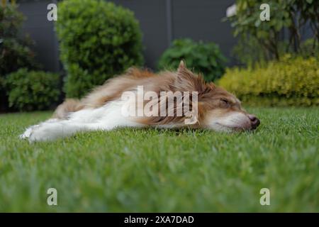 Ein Hund, der auf dem Rasen in der Nähe eines Spielzeugs liegt Stockfoto