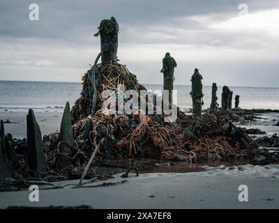 Die Fischernetze auf Holzpfählen im Meer, die Verschmutzung und Reste menschlicher Aktivitäten darstellen Stockfoto