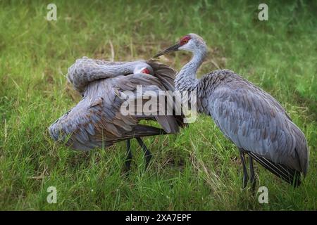 Zwei große Sandhügelkräne stehen zusammen in hohem Gras Stockfoto