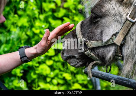 Eine Person, die sanft das Gesicht eines Pferdes streichelt Stockfoto