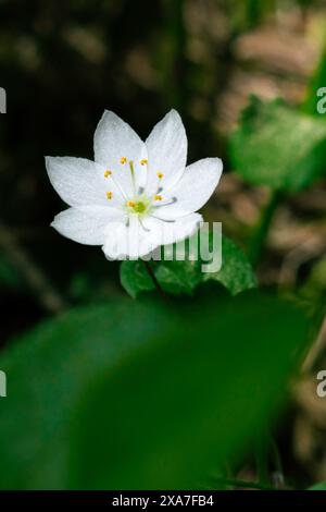 Eine weiße Blume, die auf dem Boden vor üppig grünen Pflanzen liegt Stockfoto