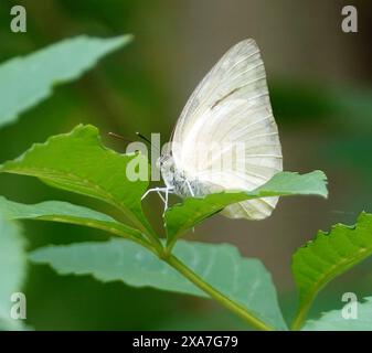 Ein weißer Schmetterling, der am Blattrand thront Stockfoto