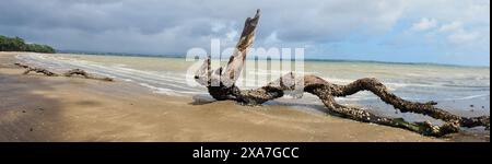 Ein großer Baumzweig liegt am Sandstrand in der Nähe des Wassers Stockfoto