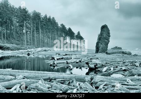 Große Äste in der Nähe eines Strandes mit hohen Bäumen im Hintergrund in einem grünfarbenen Bild Stockfoto
