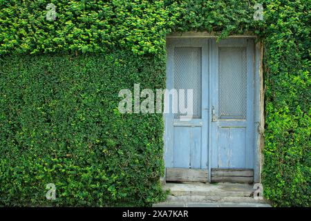 Alte Holztür an einer grünen Wand. Stockfoto