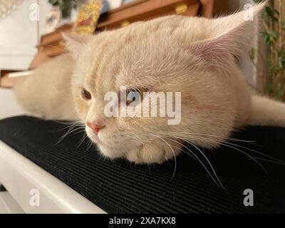 Eine weiße Katze mit offenen Augen liegt auf einer Klaviertastatur Stockfoto