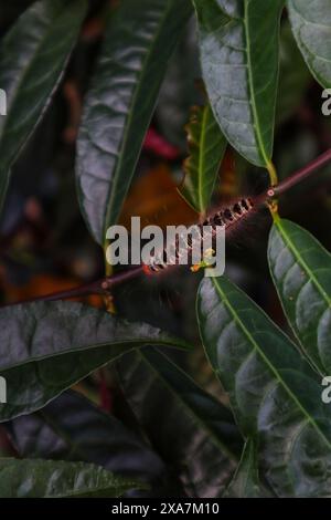 Raupen oder (Danaus plexippus) laufen auf den Blättern und Stämmen von Pflanzen aus nächster Nähe. Stockfoto