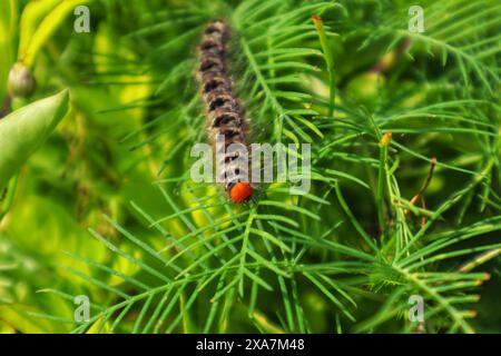Raupen oder (Danaus plexippus) laufen auf den Blättern und Stämmen von Pflanzen aus nächster Nähe. Stockfoto