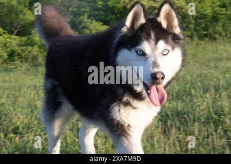 Eine Nahaufnahme eines Husky-Hundes, der auf einem grasbewachsenen Hügel mit der Zunge läuft Stockfoto
